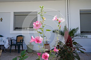 Alcea rosea blooms in August. Rhodes Island, Greece