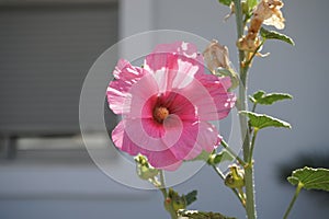 Alcea rosea blooms in August. Rhodes Island, Greece