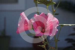 Alcea rosea blooms in August. Rhodes Island, Greece