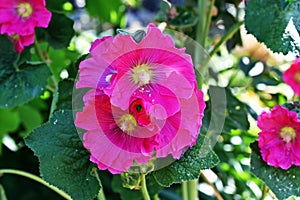 Alcea rosea, the common hollyhock