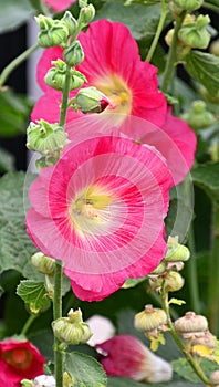 Alcea rosea, the common hollyhock