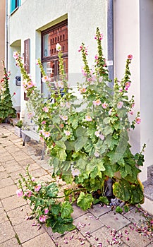 Alcea rosea common hollyhock in the entrance area on a house wall on the street of a city as a garden decoration