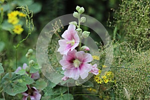 Alcea rosea, the common hollyhock, flowering plant.