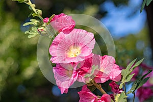 Alcea rosea, the common hollyhock - red blossom flowers