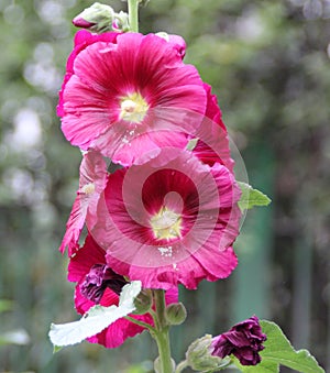 Alcea rosea, common hollyhock, red flowered