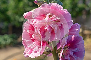 Alcea Rosea, a double form in pink. They are popular garden ornamental plant. Also comonly known as Hollyhock. Close up of