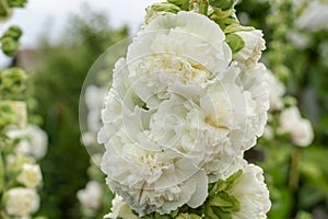 Alcea Rosea, a double form in white. They are popular garden ornamental plant. Also comonly known as Hollyhock. Close up of