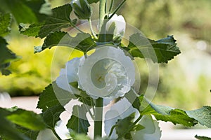 Alcea Rosea, Double Hollyhock, White Flowers