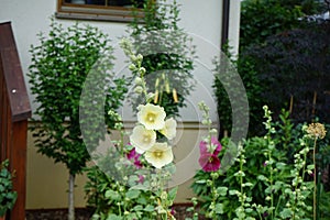 Alcea rosea flowers bloom in June in the garden. Berlin, Germany
