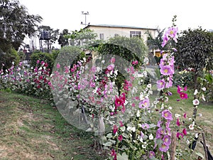 Alcea rosea flowers in garden, colorful flowers in garden, flowers in the park.