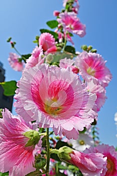 Alcea rosea / Hollyhock flower