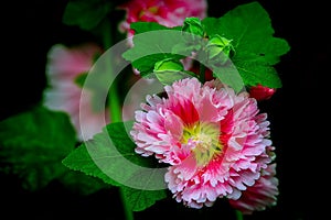Alcea rosea or hollyhock flower photo