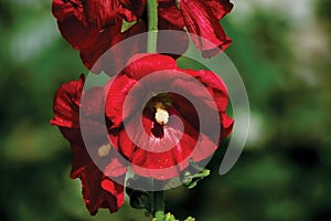 Alcea rosea red hollyhock flower stem and raindrops, large detailed horizontal macro closeup photo