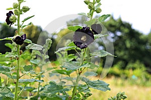Alcea rosea known as black hollyhock.