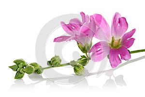 Alcea rosea, pink hollyhock, isolated on white background