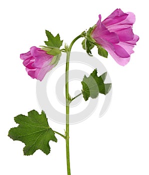 Alcea rosea, pink hollyhock, isolated on white background