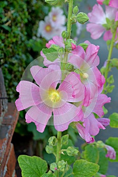 Alcea setosa - bristly hollyhock flower plant
