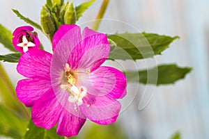 Alcea setosa the bristly hollyhock in summer garden