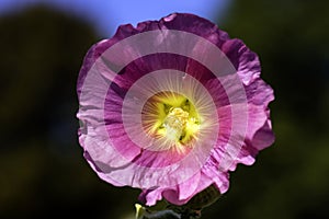 Alcea setosa known as bristly hollyhock in British park - London, UK