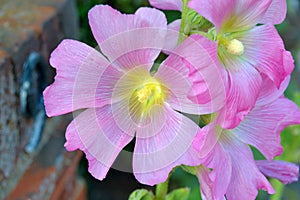 Alcea setosa - pink bristly hollyhock flower plant