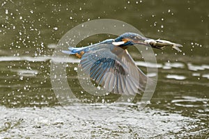 Alcedo