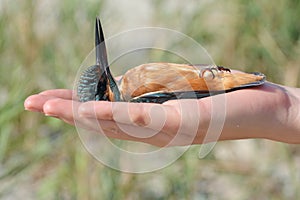 Alcedo atthis - Common kingfisher