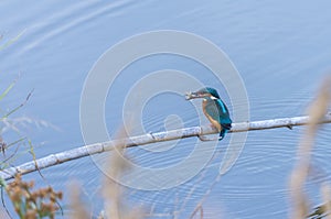 Alcedo atthis, kingfisher,