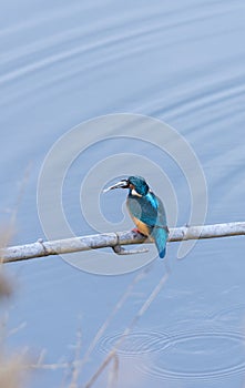 Alcedo atthis, kingfisher,