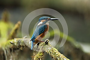 Alcedo atthis. It occurs throughout Europe. Looking for slow-flowing rivers.