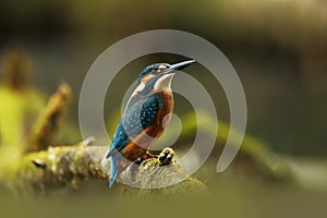 Alcedo atthis. It occurs throughout Europe. Looking for slow-flowing rivers.