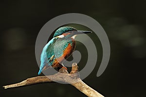 Alcedo atthis. It occurs throughout Europe. Looking for slow-flowing rivers.