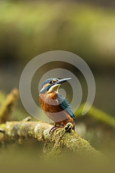 Alcedo atthis. It occurs throughout Europe. Looking for slow-flowing rivers.