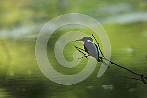 Alcedo atthis. It occurs throughout Europe. Looking for slow-flowing rivers.