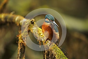 Alcedo atthis. It occurs throughout Europe. Looking for slow-flowing rivers.