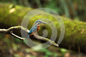 Alcedo atthis. It occurs throughout Europe. Looking for slow-flowing rivers.