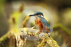 Alcedo atthis. It occurs throughout Europe. Looking for slow-flowing rivers.