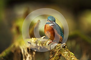 Alcedo atthis. It occurs throughout Europe. Looking for slow-flowing rivers.