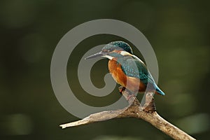 Alcedo atthis. It occurs throughout Europe. Looking for slow-flowing rivers.