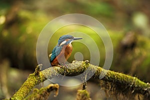 Alcedo atthis. It occurs throughout Europe. Looking for slow-flowing rivers.