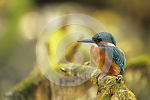 Alcedo atthis. It occurs throughout Europe. Looking for slow-flowing rivers.