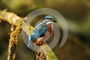 Alcedo atthis. It occurs throughout Europe. Looking for slow-flowing rivers.