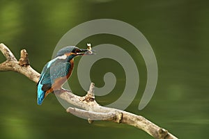 Alcedo atthis. It occurs throughout Europe. Looking for slow-flowing rivers.