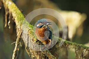 Alcedo atthis. It occurs throughout Europe. Looking for slow-flowing rivers.