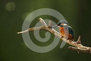 Alcedo atthis. It occurs throughout Europe. Looking for slow-flowing rivers.