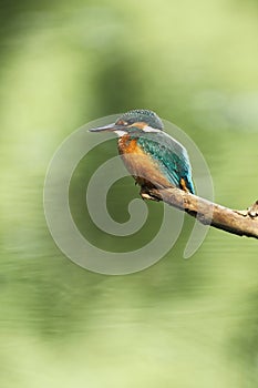 Alcedo atthis. It occurs throughout Europe. Looking for slow-flowing rivers.