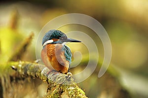 Alcedo atthis. It occurs throughout Europe. Looking for slow-flowing rivers.