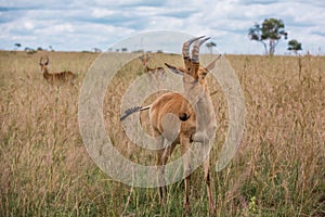 Alcelaphus buselaphus in the green African Savannah