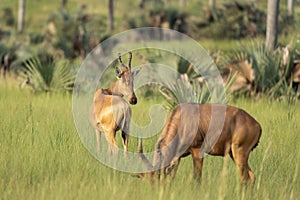 Alcelaphus buselaphus lelwel, hartebeest, alcelaphus buselaphus, kongoni, kaama