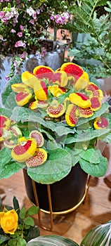 Alceolaria Herbeohybrida Puffy flowers