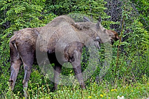 Alces alces - Moose